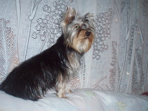 Dunita en su rincón favorito, encima del sofá junto a la ventana. 2 o 3 años.